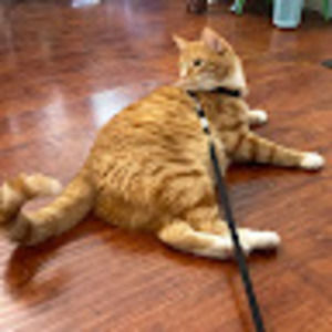 Meet your Posher, Annie